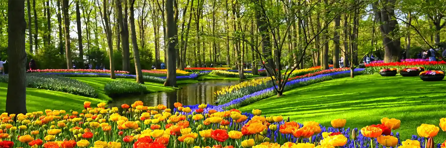 Dutch Bulbfields & Amsterdam